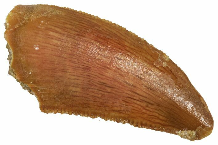 Serrated Raptor Tooth - Real Dinosaur Tooth #371392